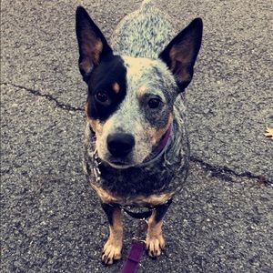 Meet your Posher, Cheyenne